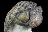 Pedinopariops Trilobite - Beautiful Shell Coloration #71282-3